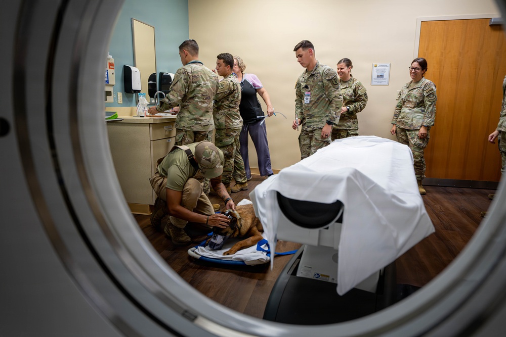 Joint medical partnership enhances military working dog readiness