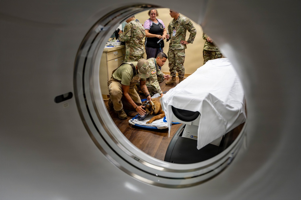 Joint medical partnership enhances military working dog readiness
