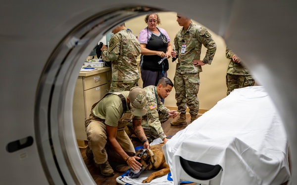 Joint medical partnership enhances military working dog readiness