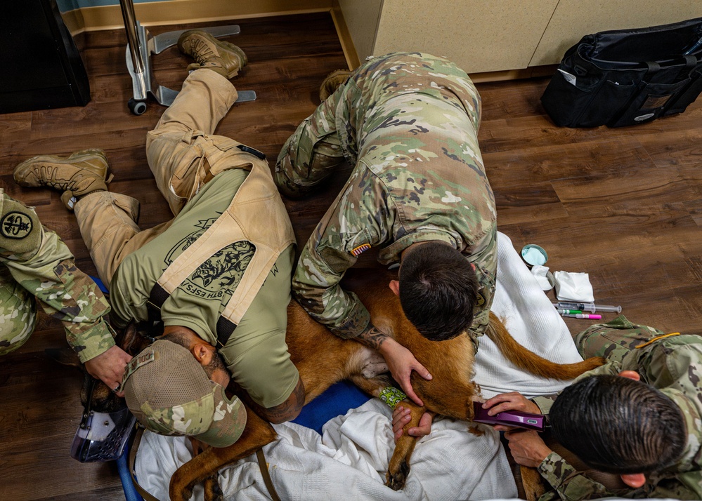 Joint medical partnership enhances military working dog readiness