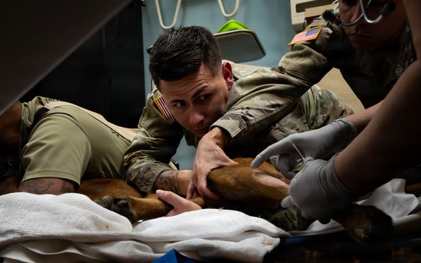 Joint medical partnership enhances military working dog readiness