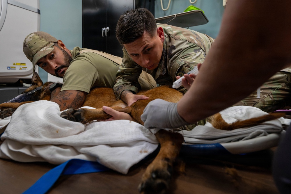 Joint medical partnership enhances military working dog readiness