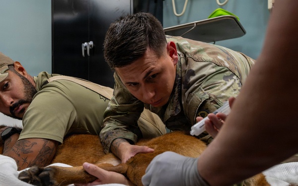 Joint medical partnership enhances military working dog readiness