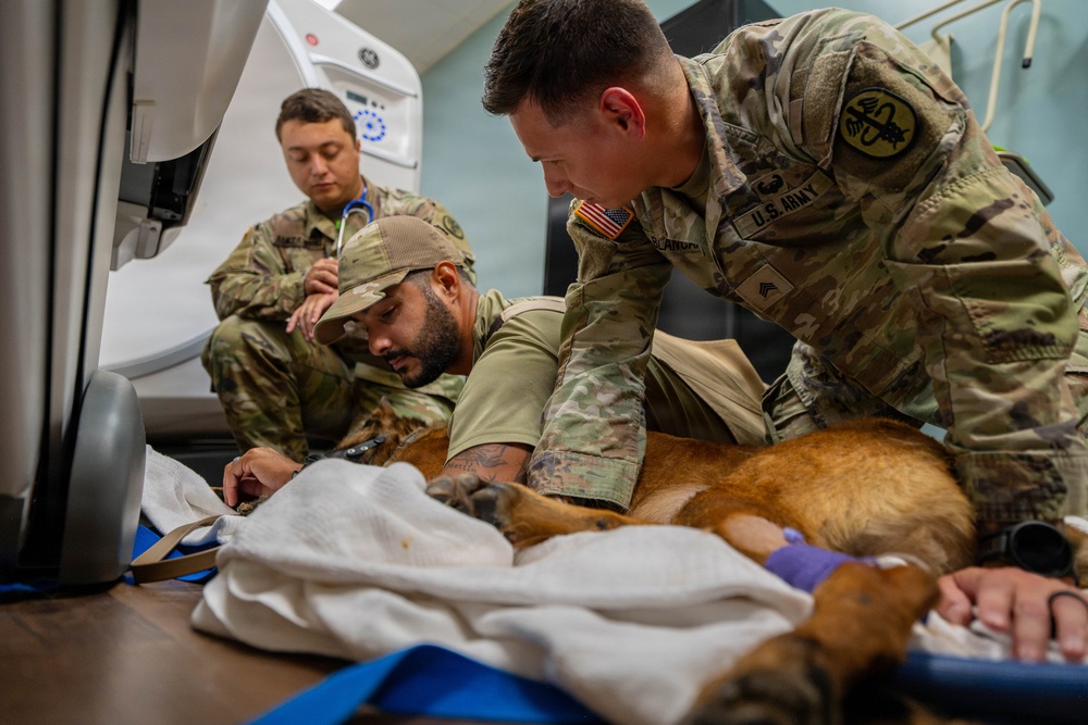 Joint medical partnership enhances military working dog readiness