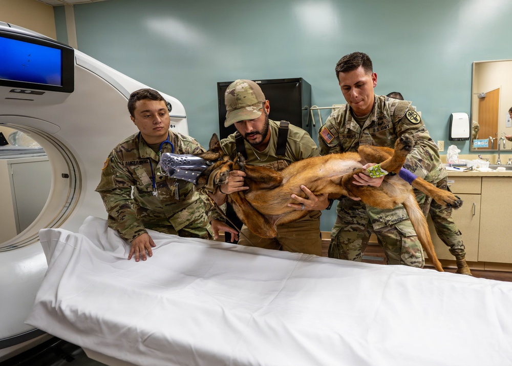 Joint medical partnership enhances military working dog readiness