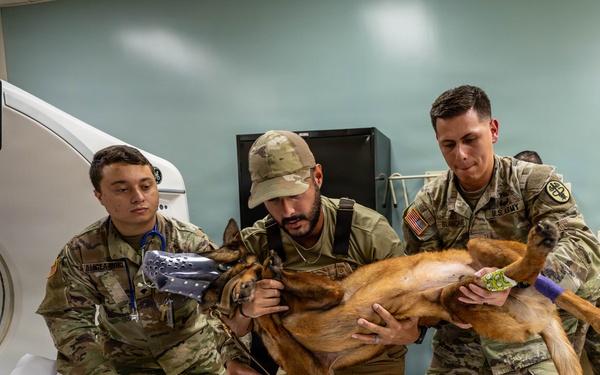 Joint medical partnership enhances military working dog readiness