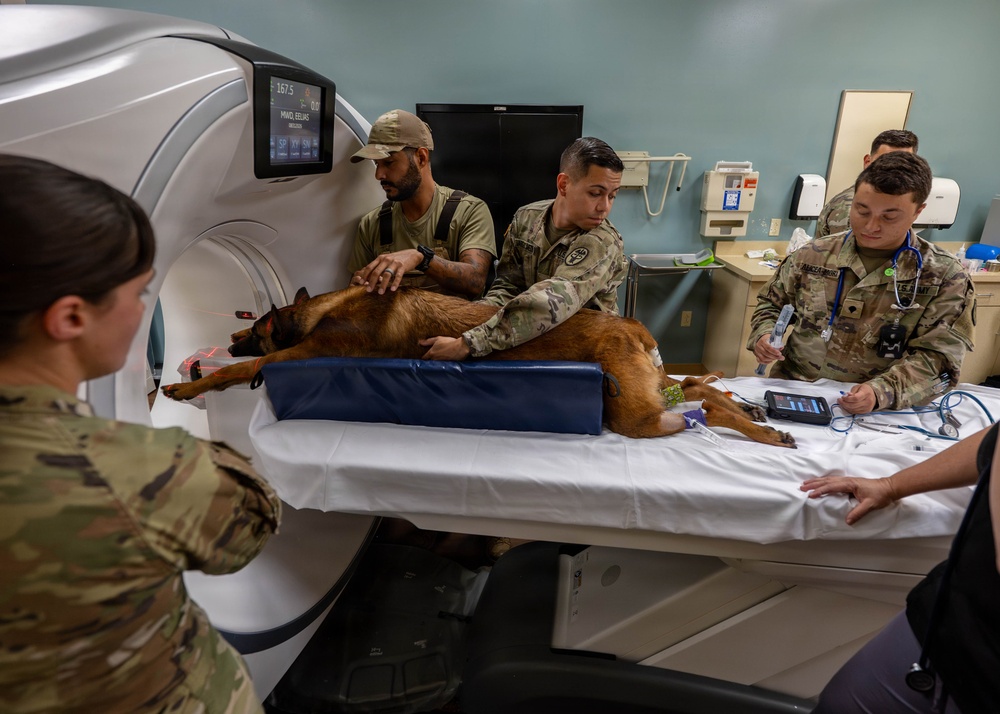Joint medical partnership enhances military working dog readiness