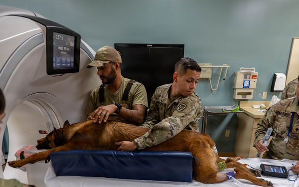 Joint medical partnership enhances military working dog readiness