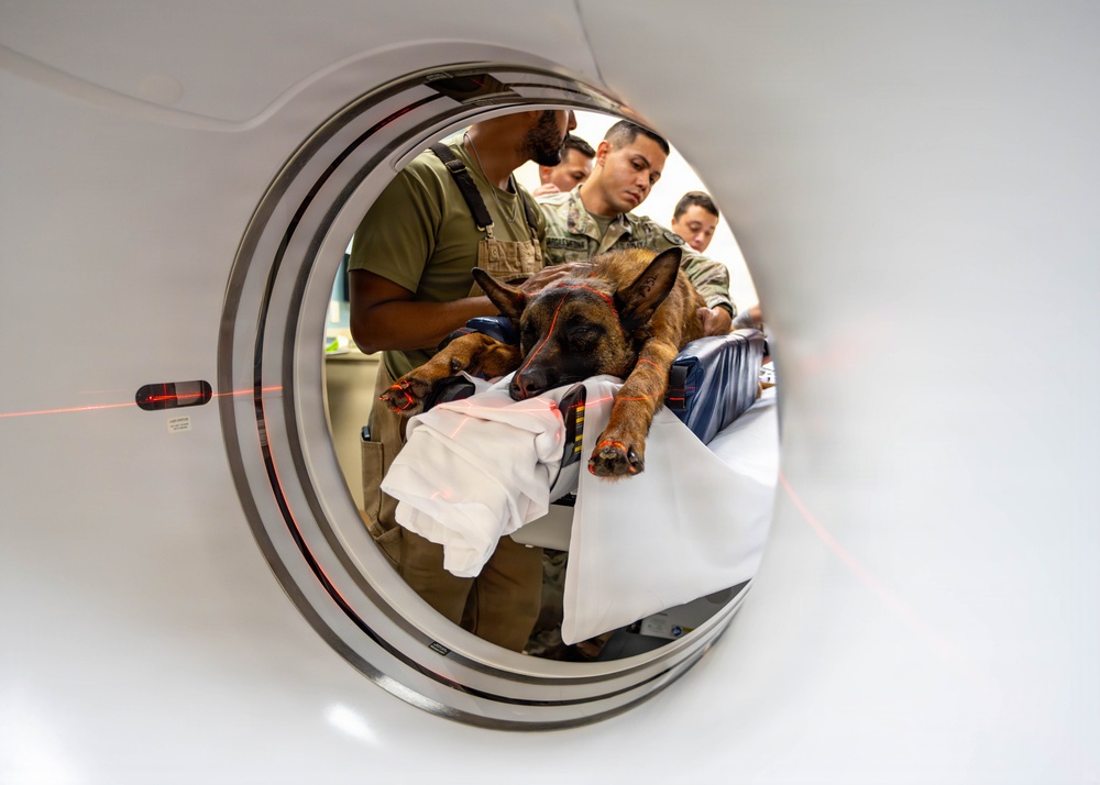Joint medical partnership enhances military working dog readiness