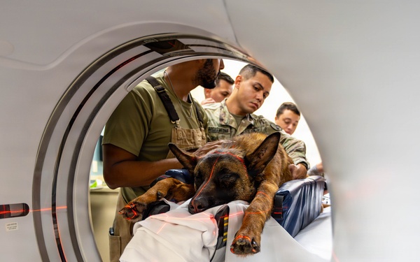 Joint medical partnership enhances military working dog readiness