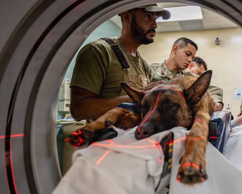 Joint medical partnership enhances military working dog readiness