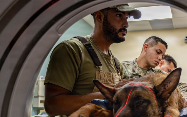Joint medical partnership enhances military working dog readiness