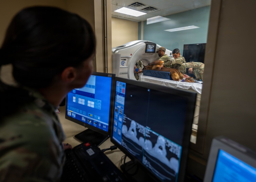 Joint medical partnership enhances military working dog readiness