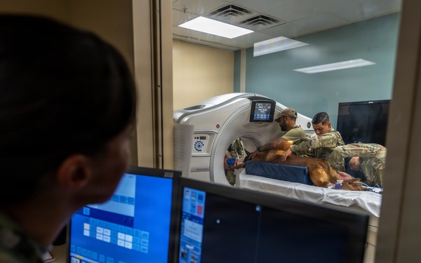 Joint medical partnership enhances military working dog readiness