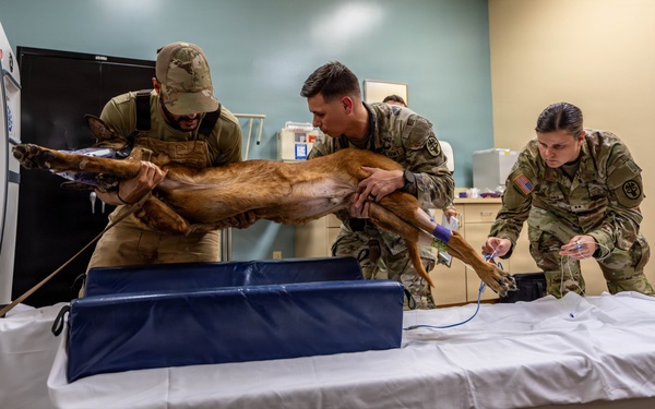 Joint medical partnership enhances military working dog readiness