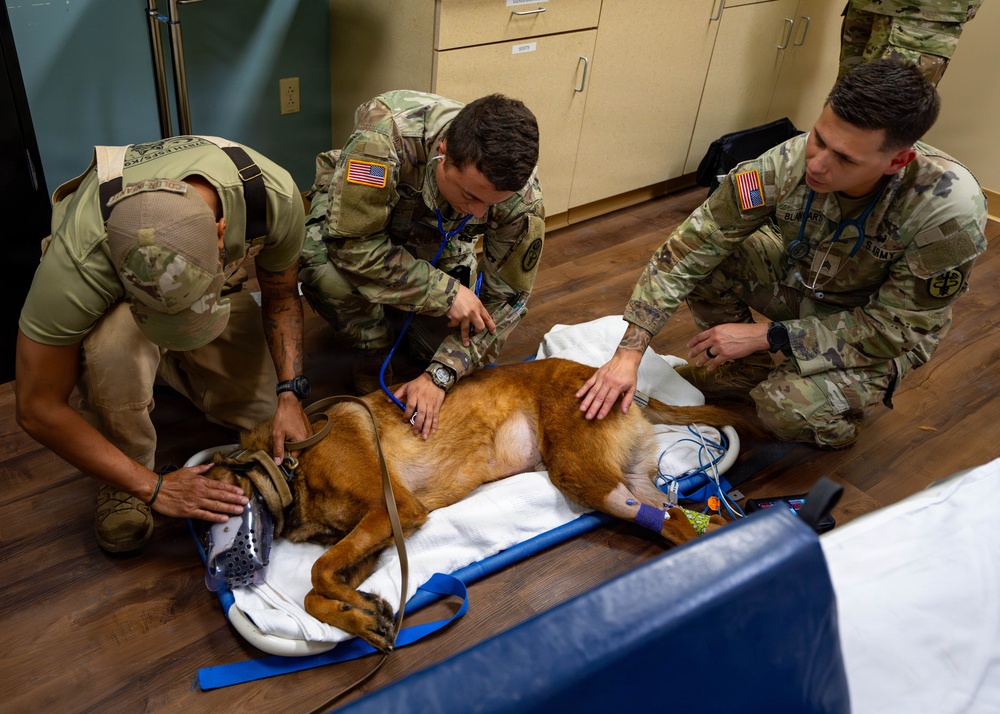 Joint medical partnership enhances military working dog readiness