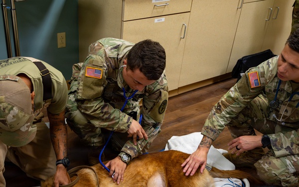 Joint medical partnership enhances military working dog readiness