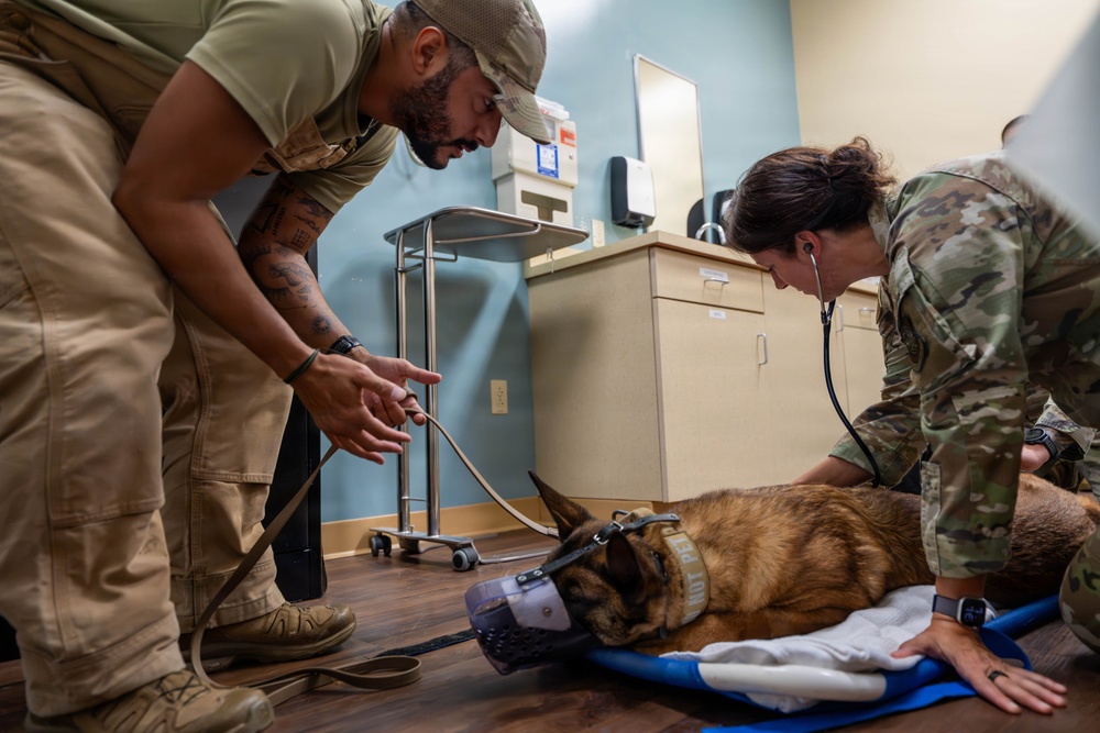 Joint medical partnership enhances military working dog readiness