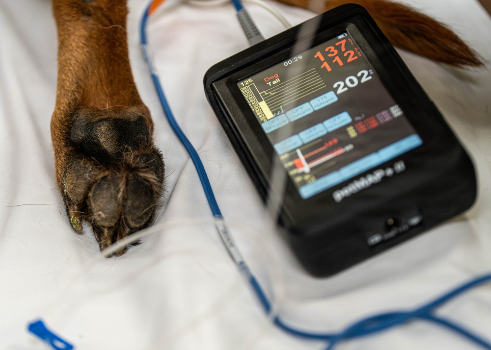 Joint medical partnership enhances military working dog readiness