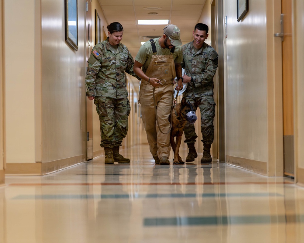 Joint medical partnership enhances military working dog readiness