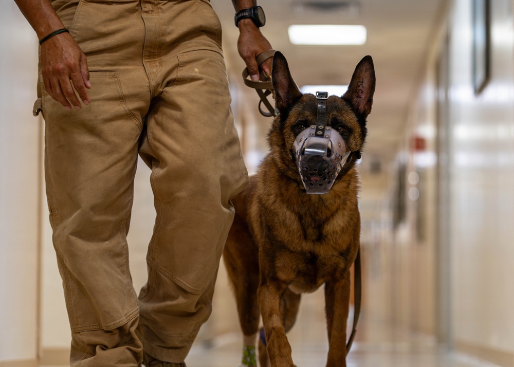 Joint medical partnership enhances military working dog readiness