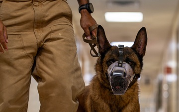 Joint medical partnership enhances military working dog readiness