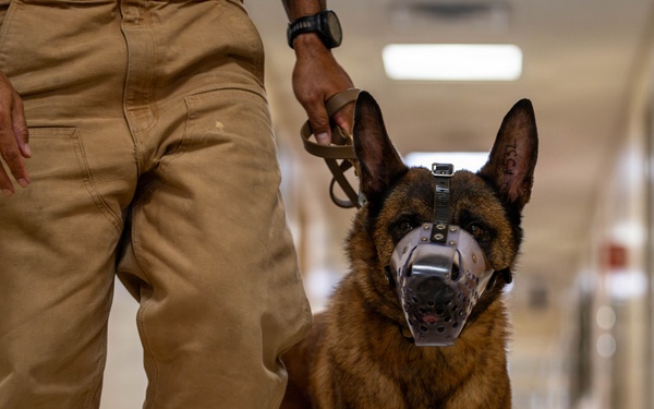 Joint medical partnership enhances military working dog readiness