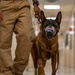 Joint medical partnership enhances military working dog readiness