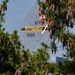 The image shows the tail fin of a military aircraft partially obscured by pine trees with visible cones. The tail markings identify it as belonging to the Pittsburgh Air Force Reserve (AFRC), with the serial number 91189 and an American flag decal visible. The aircraft appears to be a large transport or cargo plane based on the tail fin shape and gray paint scheme.