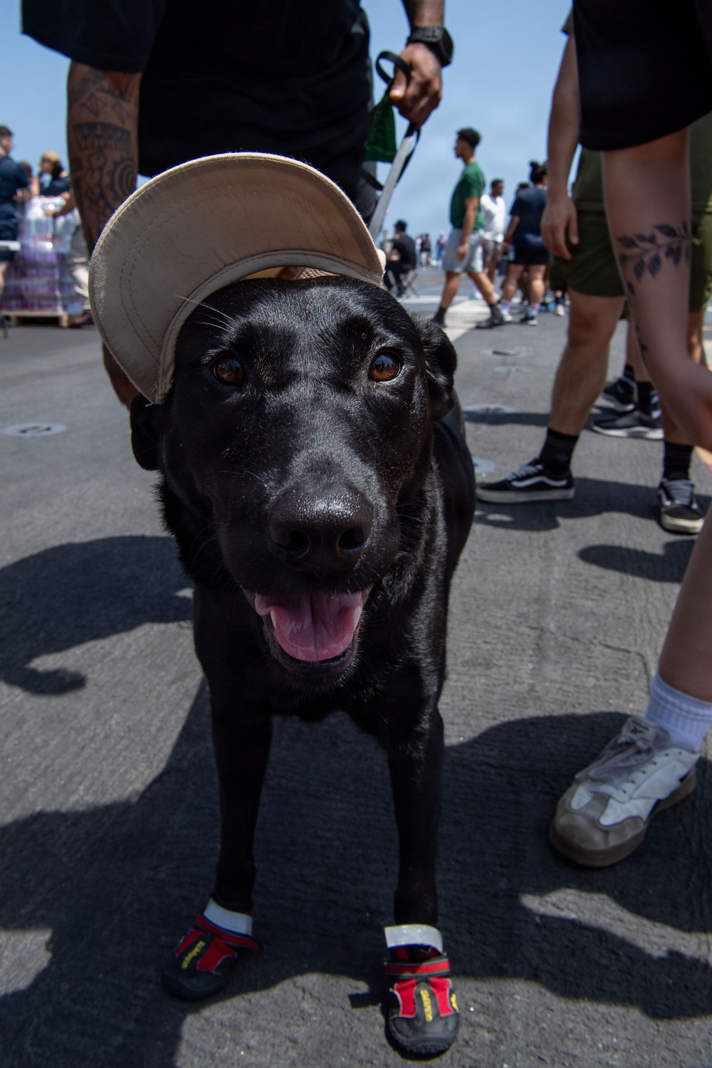 A black Labrador Retriever is dressed in a tan baseball cap and red/black dog booties on its front paws, standing on an outdoor paved surface. The dog appears happy with its mouth open and tongue out, held on a green leash by a person behind it. The scene takes place in a crowded outdoor setting with multiple people visible in the background.