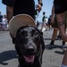 A black Labrador Retriever is dressed in a tan baseball cap and red/black dog booties on its front paws, standing on an outdoor paved surface. The dog appears happy with its mouth open and tongue out, held on a green leash by a person behind it. The scene takes place in a crowded outdoor setting with multiple people visible in the background.