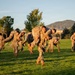 Military personnel in camouflage uniforms are conducting physical training exercises on a grass field, with multiple pairs performing buddy carries and combat fitness drills. The scene appears to be an outdoor PT session during golden hour lighting, set against a backdrop of trees, mountains, and a clear sky. The training involves soldiers carrying fellow soldiers on their backs in a coordinated group exercise.
