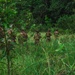 A group of military personnel in camouflage uniforms and tactical gear are moving through dense, overgrown vegetation toward a treeline. The soldiers are walking in a patrol formation through tall grass and shrubs. The image appears to document a field training exercise or operational patrol in a jungle or subtropical environment.