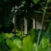 The image shows an abandoned or partially destroyed concrete structure viewed through dense tropical foliage in the foreground. The building appears to be in a state of disrepair, with overgrown vegetation reclaiming the interior space. A partially obscured figure appears to be present within the structure, visible through gaps in the foreground leaves.