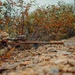 A camouflaged individual is positioned prone on rocky terrain, aiming a large precision rifle with a scope and suppressor. The shooter is partially concealed by autumn-colored shrubs and foliage, suggesting a deliberate concealment position. The rifle is mounted on a bipod and features a flat dark earth (FDE) finish throughout.