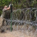 A worker in military-style or tactical clothing is installing concertina (razor) wire along a fence line backed by dense vegetation. The individual is securing coils of razor wire to a green metal post, suggesting border security or perimeter fortification work. The scene appears to be outdoors in a dry, warm environment.