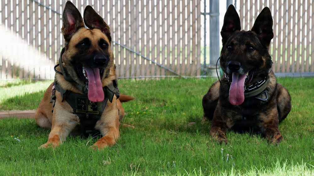 Four Paws, One Mission: Partners in Protection