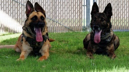 Four Paws, One Mission: Partners in Protection