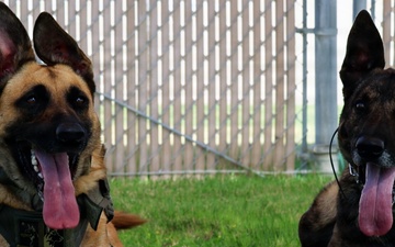 Four Paws, One Mission: Partners in Protection