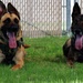 Four Paws, One Mission: Partners in Protection