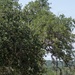 Three military personnel in camouflage uniforms are gathered near a large tree in an open field, examining shooting targets on a range. The targets consist of standard black circular bullseye patterns mounted on a wooden stand. The setting appears to be an outdoor military training range with dry grassland and wooded hills in the background.