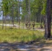 A group of military personnel in camouflage uniforms are conducting a field training exercise in a sparse pine forest with sandy, grassy terrain. Several soldiers are visible at varying distances, with one positioned close to a large pine tree in the foreground and a small group gathered in the middle distance. The environment appears to be a southeastern U.S. military training area, consistent with longleaf pine flatlands.