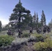 A group of military personnel in full combat gear and camouflage uniforms are conducting a patrol or field exercise through a mountainous, forested terrain. The soldiers are moving in a loose column formation through sagebrush and conifer-covered landscape, suggesting a training exercise or operational movement. The setting appears to be a high-altitude environment, likely in the western United States based on the vegetation.