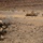Italian Marines train with 24th MEU AAV's during Exercise Eager Lion 2015