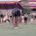 A large group of military personnel in U.S. Marine Corps uniforms are conducting a physical training session on a grass field. The soldiers are performing stretching and warm-up exercises, with the central figure bent forward touching his boots in a toe-touch stretch. The setting appears to be a military base facility with a covered pavilion structure visible in the background.