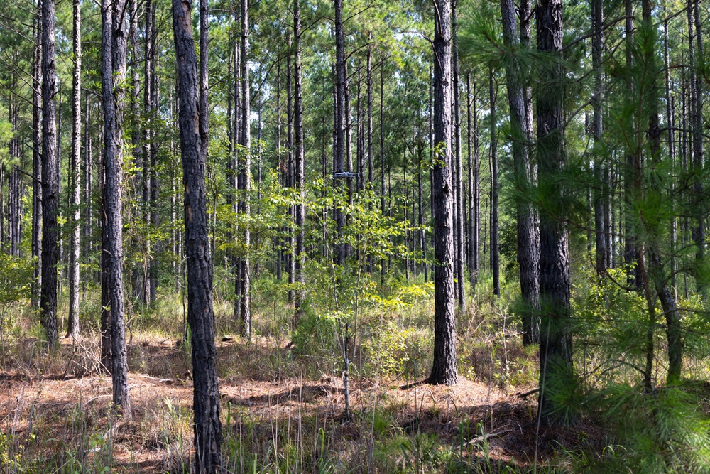 A open pine forest with tall, slender trees and a relatively clear understory. The forest floor is covered with pine needles, sparse grasses, and low shrubs, with dappled sunlight filtering through the canopy. A small drone or camera device appears to be suspended between the trees in the mid-ground.