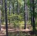 A open pine forest with tall, slender trees and a relatively clear understory. The forest floor is covered with pine needles, sparse grasses, and low shrubs, with dappled sunlight filtering through the canopy. A small drone or camera device appears to be suspended between the trees in the mid-ground.