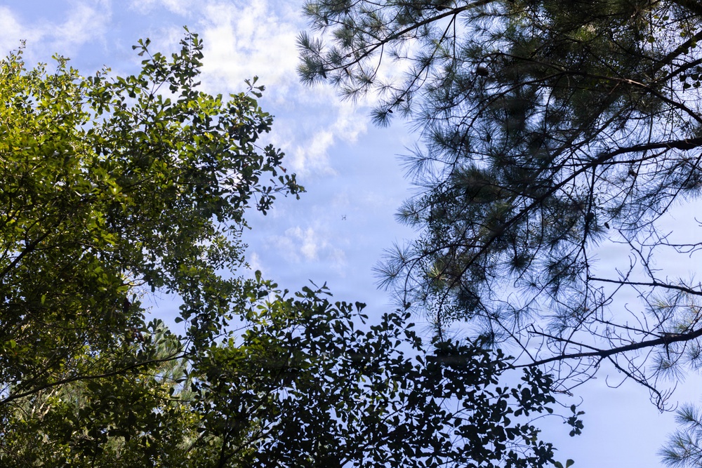 An upward-looking (canopy) photograph taken from ground level showing a mix of broadleaf and coniferous trees framing a partly cloudy blue sky. The image captures a forest or wooded area with two distinct tree types visible — a broadleaf deciduous tree on the left and a pine tree on the right. Natural daylight illuminates the scene, with sunlight catching the left-side foliage.