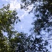 An upward-looking (canopy) photograph taken from ground level showing a mix of broadleaf and coniferous trees framing a partly cloudy blue sky. The image captures a forest or wooded area with two distinct tree types visible — a broadleaf deciduous tree on the left and a pine tree on the right. Natural daylight illuminates the scene, with sunlight catching the left-side foliage.