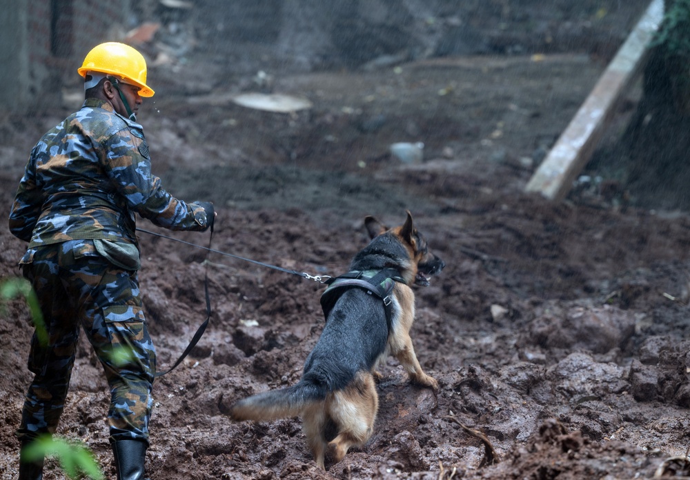 A military or rescue personnel wearing camouflage uniform and yellow hard hat is working with a German Shepherd search-and-rescue dog on heavily churned, muddy terrain. The scene appears to be a disaster response operation, likely following a landslide or building collapse, with debris and disturbed earth visible in the background. Rain appears to be falling during the operation.
